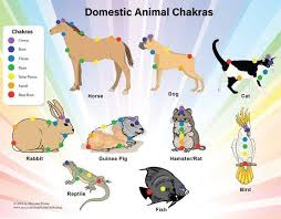 this chart helps locate the 7 chakras on domesticated pet