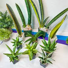 Image result for Sansevieria hallii