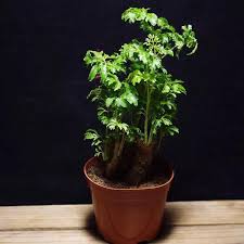 Image result for Polyscias kivuensis