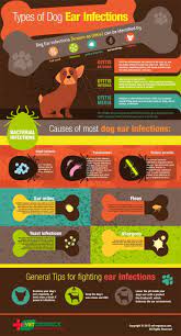 Pin By Diane Esser On Puppy Love Dog Ear Infection Treatment Dogs Ears Infection Dog Ear Infection Remedy
