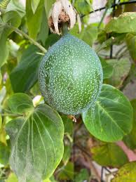 Image result for Passiflora ligularis
