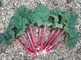 The advice is always to stop picking by end of july which also allows the plants to build up reserves for next year's crop. Rhubarb Wikipedia
