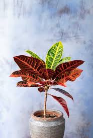 È una pianta erbacea da appartamento o da balcone che si presenta pero'con aspetto arborescente, per le lunghe e grandi foglie che si sovrappongono. Croton Coltivazione E Cura