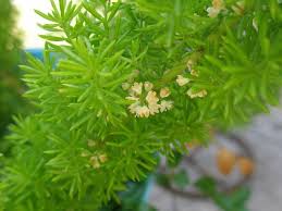 Maybe you would like to learn more about one of these? Growing Foxtail Ferns How To Take Care Of A Foxtail Fern Plants