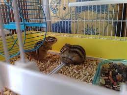 Check spelling or type a new query. Como Debe Ser La Jaula Y La Alimentacion De Las Ardillas Canal Mascotas