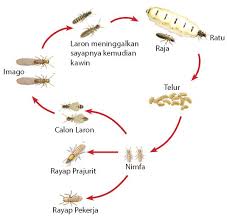 Mulai dari tahap telur, larva, kepompong/pupa, dan hewan dewasa/imago. Ciri Ciri Metamorfosis Sempurna Dan Tidak Sempurna
