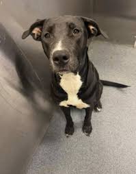 Does anyone have pit bull pups around Terrell Texas?