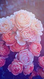 Oboi Iphone Wallpaper Flowers Wallpaper Iphone Roses Flower Wallpaper Beautiful Pink Roses