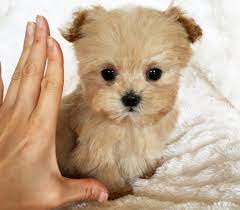 A lot of them are clipped to keep them tidy and cool. Teacup Maltipoo Puppies For Sale Maltipoo Maltipoo Puppy Teacup Maltipoo Maltipoo Puppies For Sale