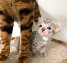 Check spelling or type a new query. Amairin Cattery Home Facebook