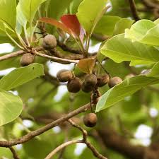 Image result for Terminalia bellirica
