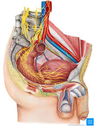 Image result for Scrotum