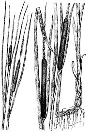 Image result for Typha