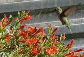 Maybe you would like to learn more about one of these? How To Create A California Hummingbird Garden With Native Flowers Pictures Of Both Hummingbird And Butterfly Species