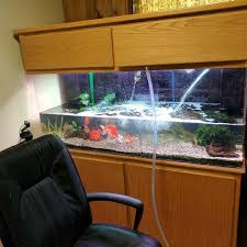 Goldfish Getting A Water Change Goldfishkeepers Goldfish Goldfishunion Aquariumcoop Aquarium Instagram Goldfish