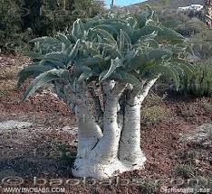 Image result for Cyphostemma jaegeri