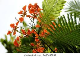 Image result for Fabaceae subfamily Caesalpinioideae