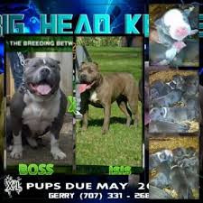 Santa clara , ca 95051. Xxl Pitbull Puppies Pets And Animals For Sale California