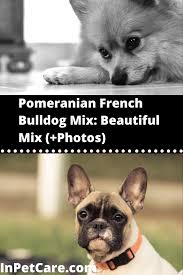 Your choice of food is one that is formulated for these pets and their specific. Pomeranian French Bulldog Mix Beautiful Mix Photos French Bulldog Mix French Bulldog Pomeranian Mix Puppies