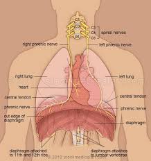 Phrenic Nerves And Diaphragm Respiratory Human Anatomy And Physiology Medical Anatomy