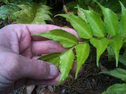 Propagation propagate by spores sown at 16°c in late summer. Holly Fern Spots On Leaves Sori Walter Reeves The Georgia Gardener
