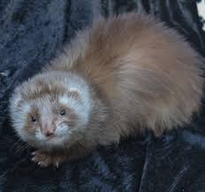 Contact clearview pet care centre. Ferret What Kind Of Animal Is A Ferret Peepsburgh