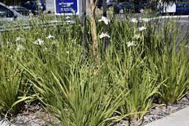 Image result for Dietes