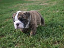 Chiot bouledogue anglais en cap. Chiot Elevage Stocky Family Eleveur De Chiens Bulldog Anglais