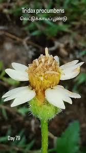 Image result for Tridax