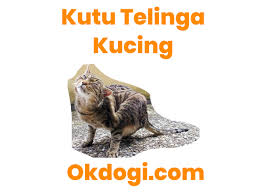 Maybe you would like to learn more about one of these? 3 Langkah Cara Mengobati Kutu Telinga Kucing