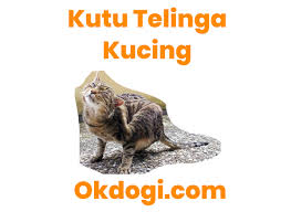 Maybe you would like to learn more about one of these? 3 Langkah Cara Mengobati Kutu Telinga Kucing