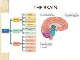 Our focus is on studying animals to answer proximate. Bio Psychology