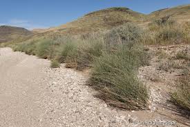 Image result for Deverra burchellii