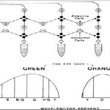Mileniul iii reprezinta pentru spitalul judetean momentul in care se dezvolta infrastructura prin aparitia noilor clinici de ortopedie si totodata. Pdf A Lymphoid Conjunctival Tumor Clinical Aspects Therapeutical Options