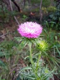 Image result for Carduus