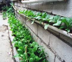 Https Www Google Be Blank Html Organic Vegetable Garden Vegetable Garden Organic Gardening