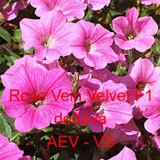 Image result for foto surfínie