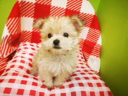 ポメラニアン ヨークシャー テリア ミックス