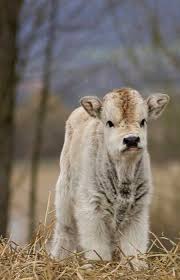 10 Calves Fall In Love With Ranch House Designs Animals Beautiful Fluffy Cows Cute Cows