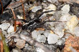 Hobo spiders are one of the most dangerous spiders in north america. 10 Most Dangerous Spiders Of North America North American Nature
