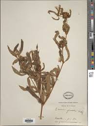 Image result for Eriosema laurentii