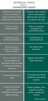 Most animal cells are diploid, meaning that their chromosomes exist in homologous pairs. Difference Between Epithelial And Connective Tissue Comparison Summary Tissue Biology Basic Anatomy And Physiology Human Anatomy And Physiology