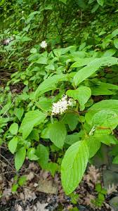 Image result for Sericorema sericea