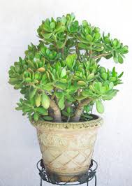 Jun 29, 2021 · when starting a jade plant from a leaf, start by selecting a healthy leaf from the plant. How To Care For A Jade Plant Natalie Linda
