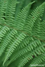 Image result for Dryopteridaceae