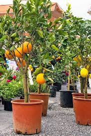 See the varieties, make your decision and buy at a stockist near you. How To Grow Dwarf Citrus Trees Gardener S Path Potted Fruit Trees Growing Fruit Trees Growing Cherry Trees