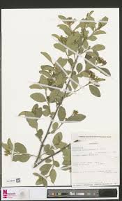Image result for Sopubia mannii