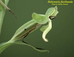 Image result for Habenaria disparilis