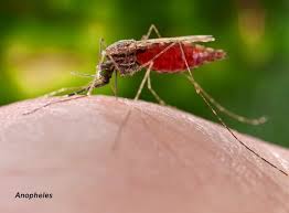 A social media user called ezequiel lobo posted a picture of the giant creature on tuesday, having laid it alongside a mosquito. Mosquitoes How To Keep Mosquitoes Away Raid Bug Basics