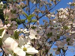 Free Image On Pixabay Dogwood Blooms Tree Season Trees To Plant Flowering Trees Plants